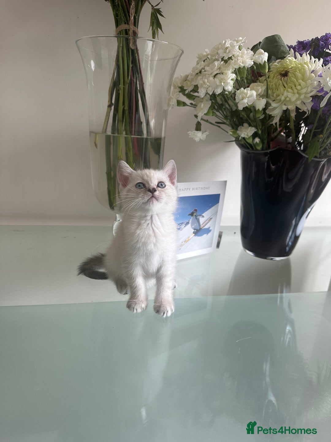 Scottish Fold cats for sale: Adorable playful scottish fold kittens  - Image 14
