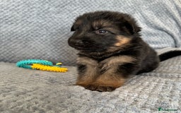 German Shepherd dogs for sale: K/C Registered German Shepherd Puppies  - Image 22