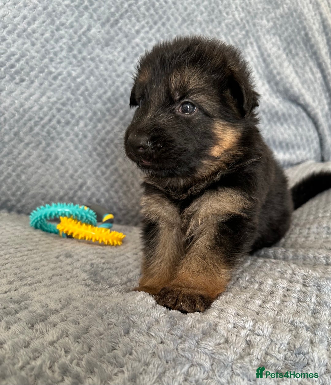 German Shepherd dogs for sale: K/C Registered German Shepherd Puppies  - Image 22