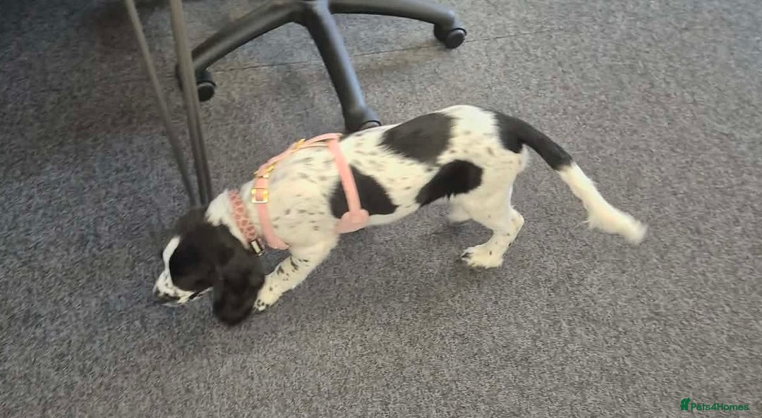 Mixed Breed dogs for sale: 7 month old cocker spaniel  - Advert 5