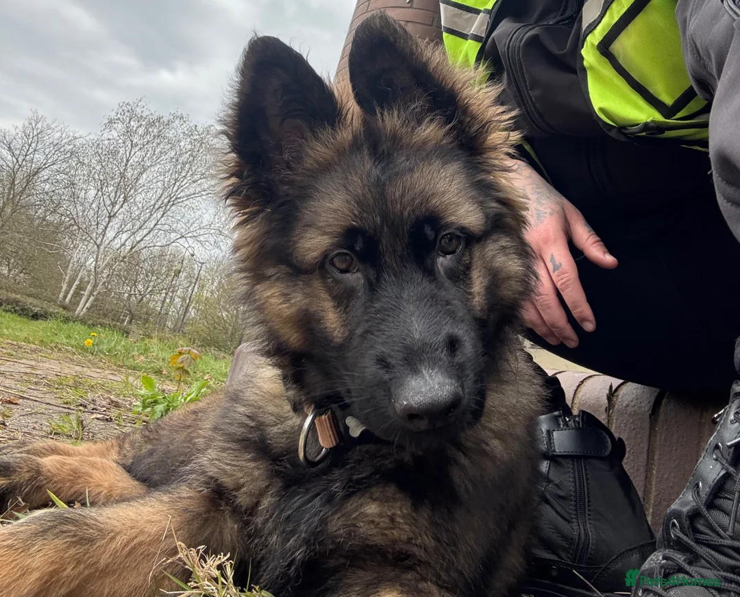 German Shepherd dogs for sale: 16 weeks German shepherd pupy  - Advert 2