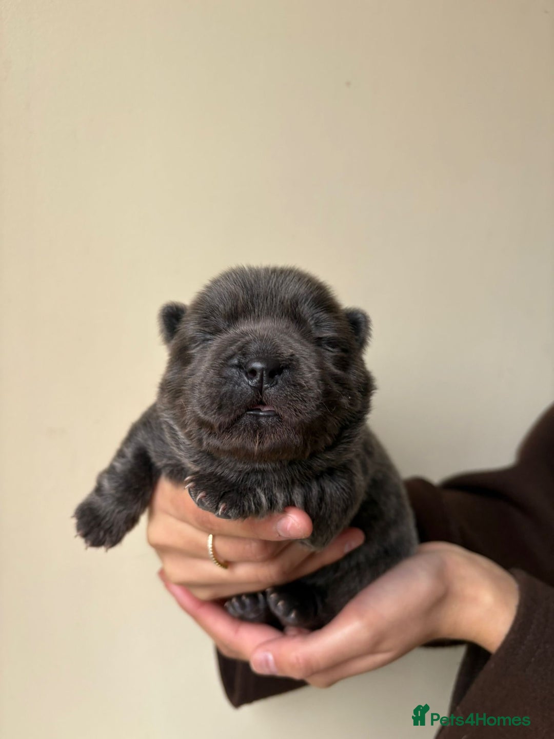 Chow Chow dogs for sale: Beautiful Black and Blue Chow Chow 🖤💙 - Advert 7