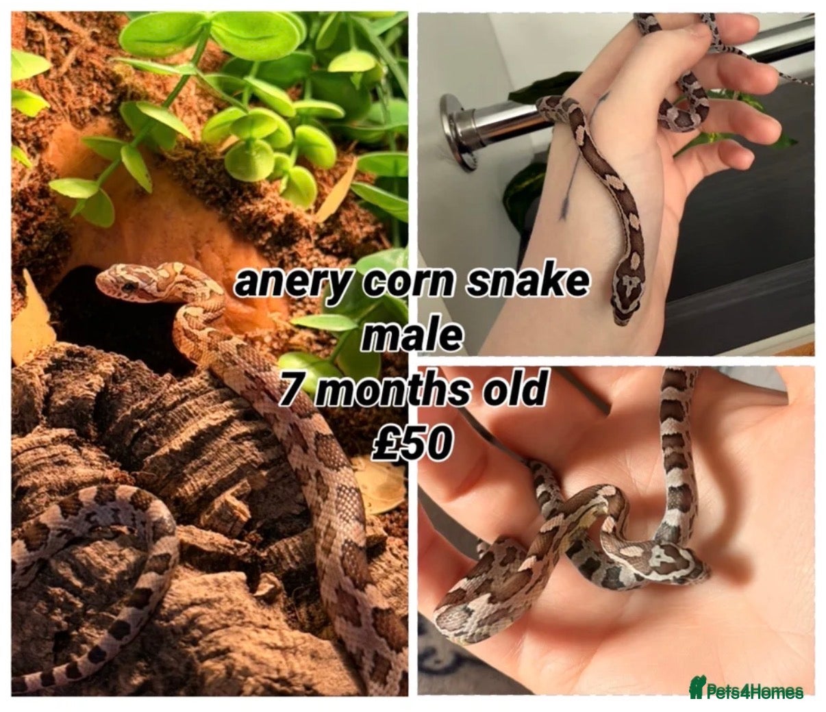 Corn Snake reptiles multiple snakes available  - Advert 7
