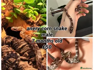 Corn Snake reptiles multiple snakes available - Advert 7