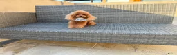 Toy Poodle dogs for stud: Stunning true to type Asian toy poodle - Advert 8