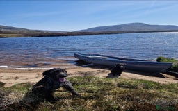 German Wirehaired Pointer dogs for sale: Stunning German wired haired pointer - Advert 4