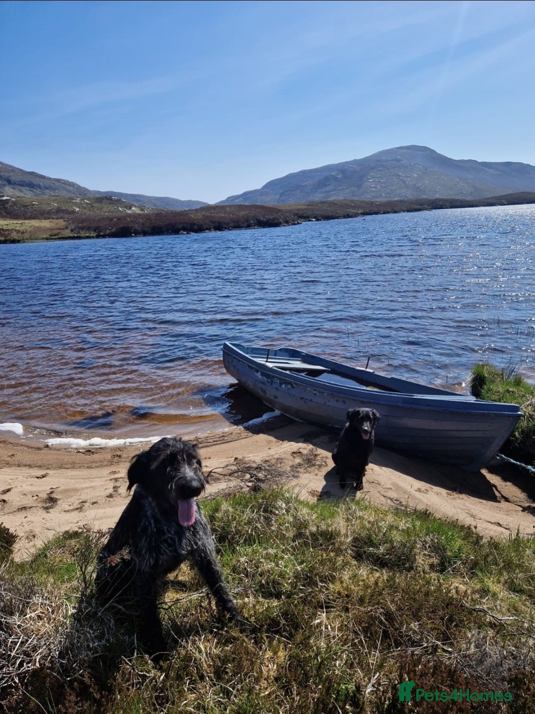 German Wirehaired Pointer dogs for sale: Stunning German wired haired pointer - Advert 4