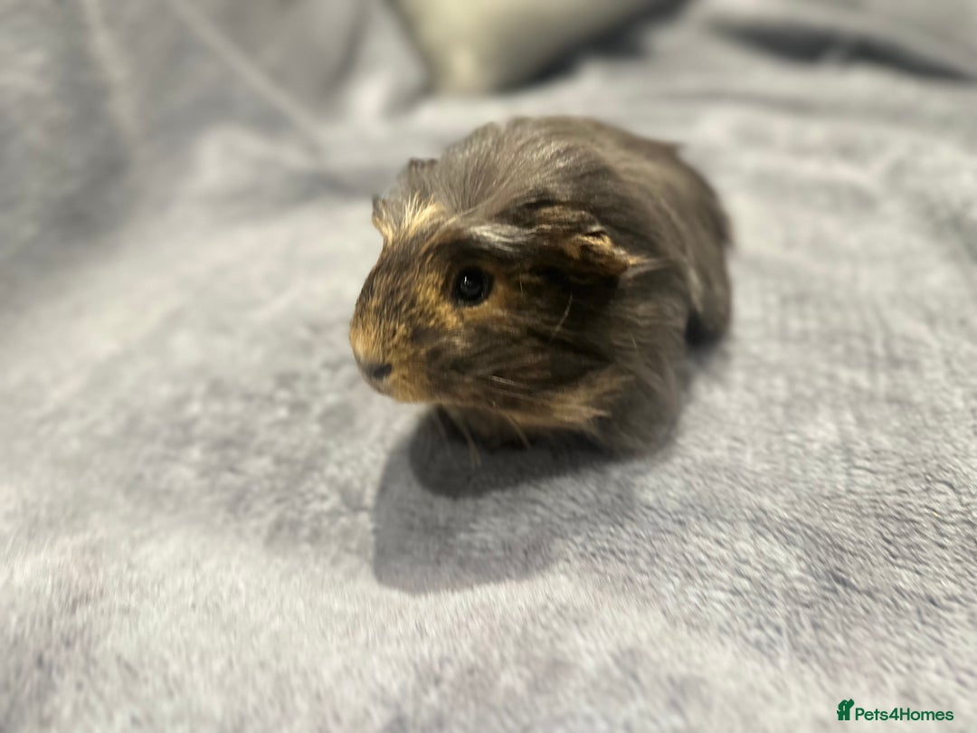 Guinea Pig rodents for sale:  Female Guinea pigs - Advert 6