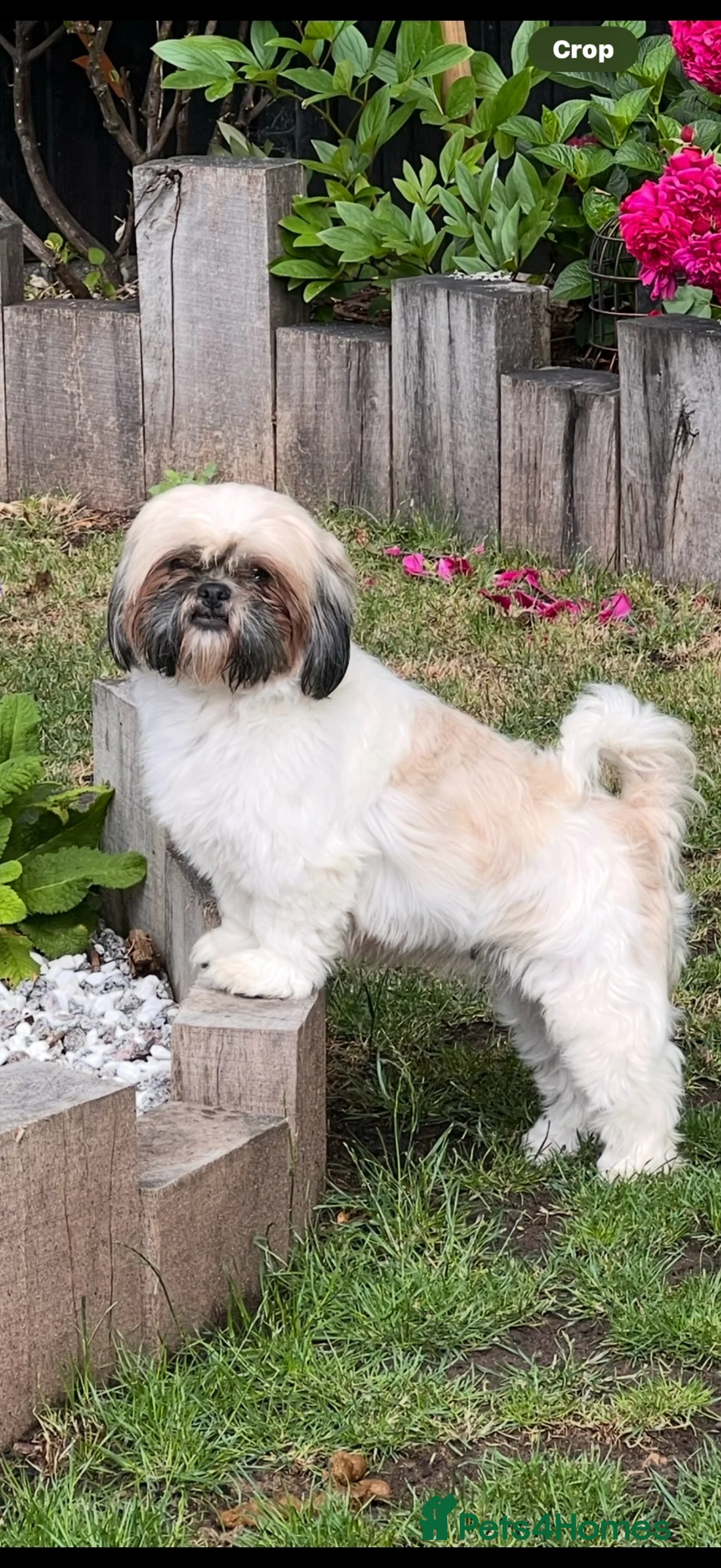 Shih Tzu dogs for sale: Beautiful pedigree Imperial Shih Tzu puppies  - Advert 2