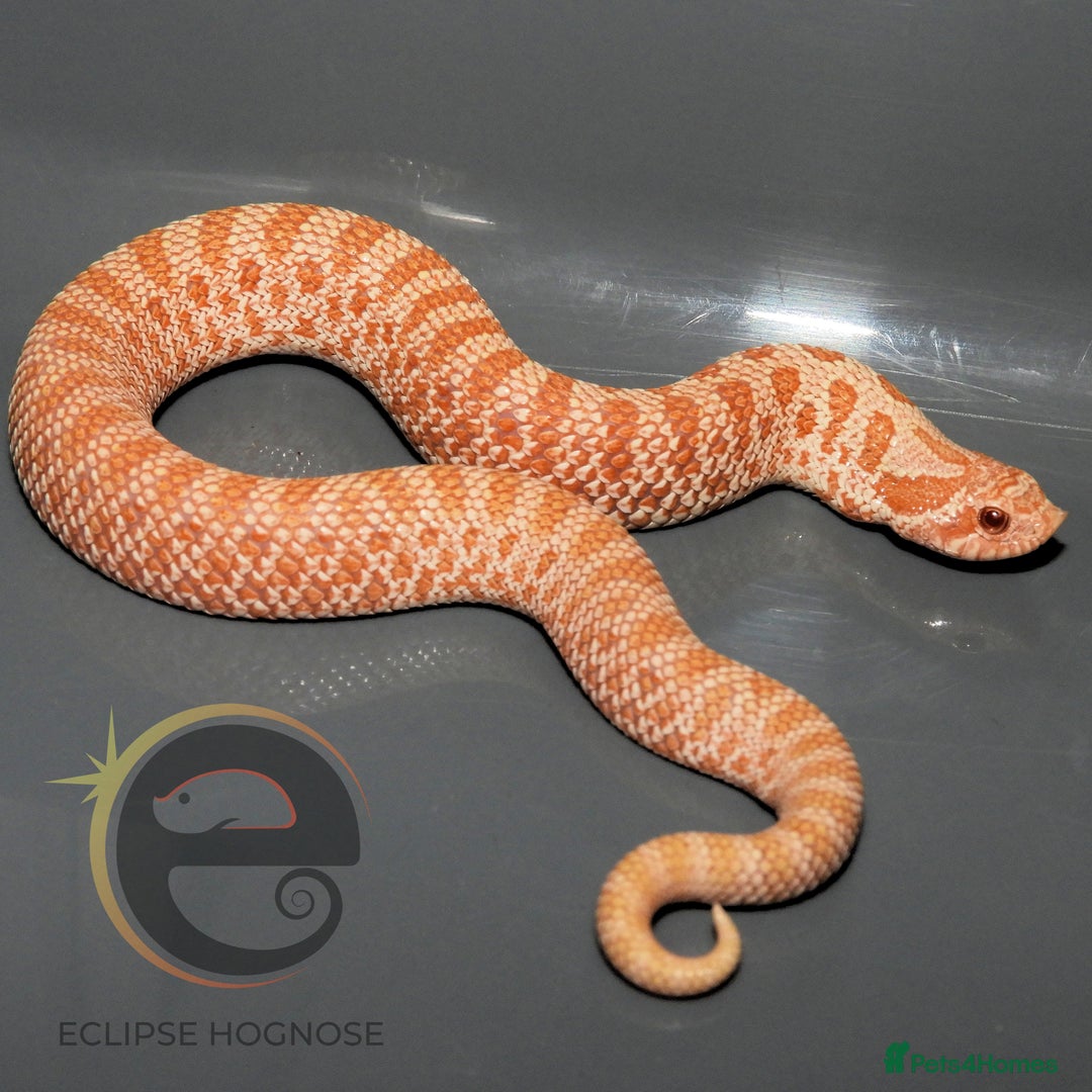 Snake reptiles for sale: Hognose snakes  - Image 18