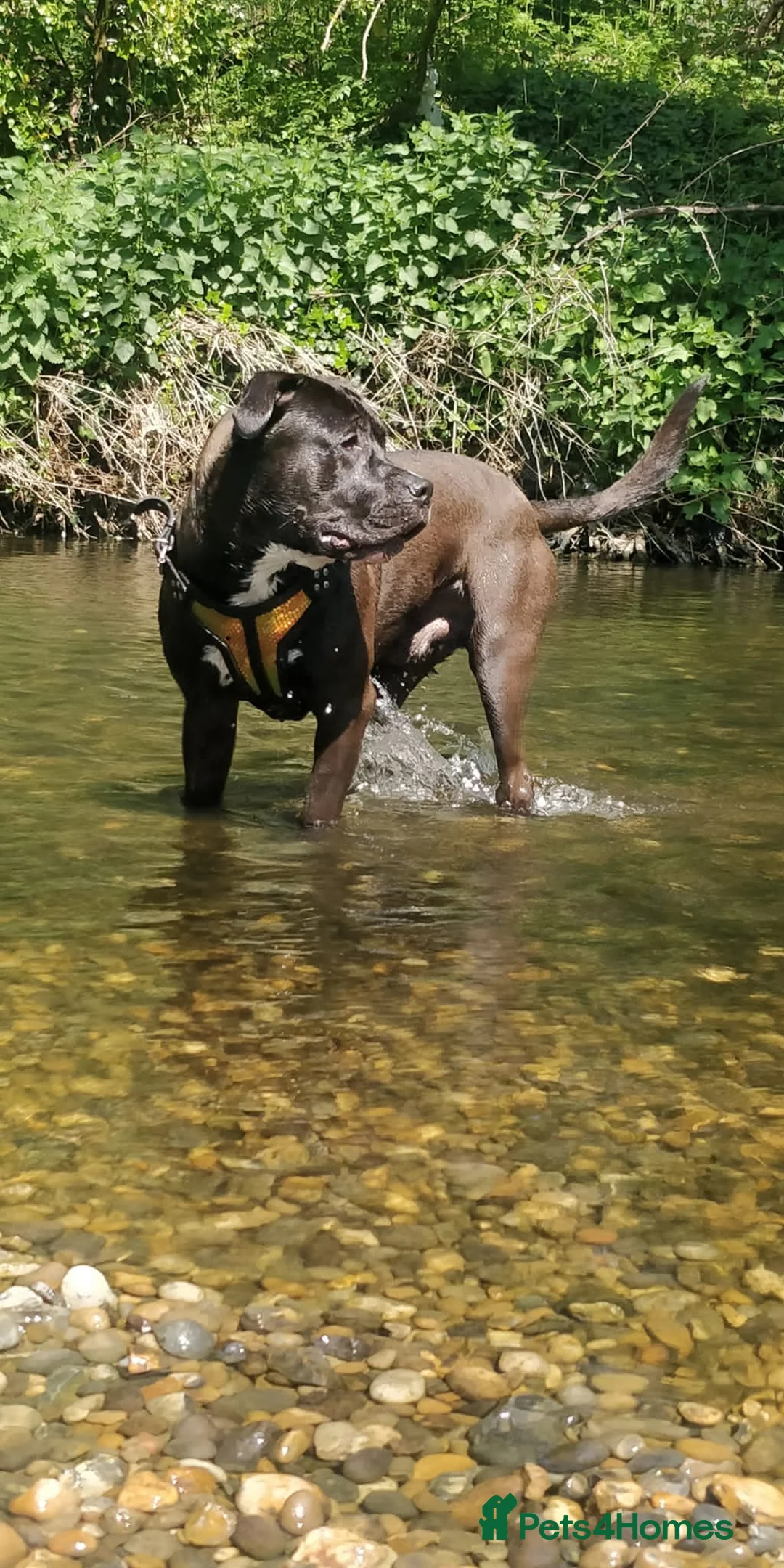 Mixed Breed dogs for stud: Looking for a female dog - Advert 3