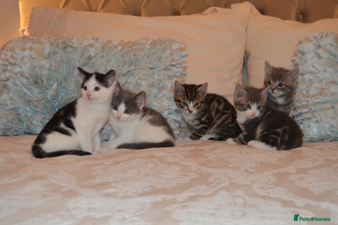 Mixed Breed cats for sale: 6 Adorable Playful Kittens for Sale - Image 30