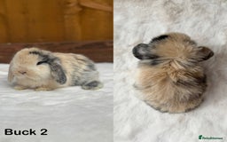 Mini Lop rabbits for sale: Purebred Harlequin Mini Lop Babies  - Image 2