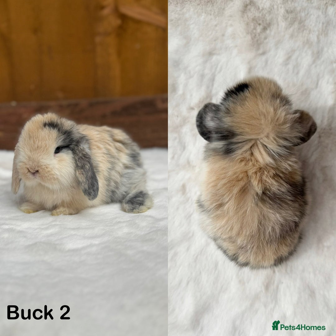 Mini Lop rabbits for sale: Purebred Harlequin Mini Lop Babies  - Image 2