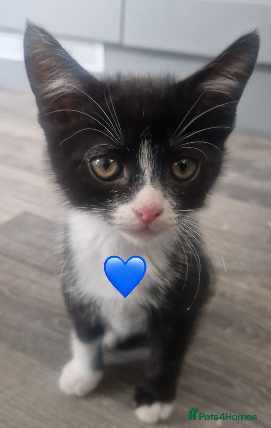 Mixed Breed cats for sale: Kittens for good homes - Image 3