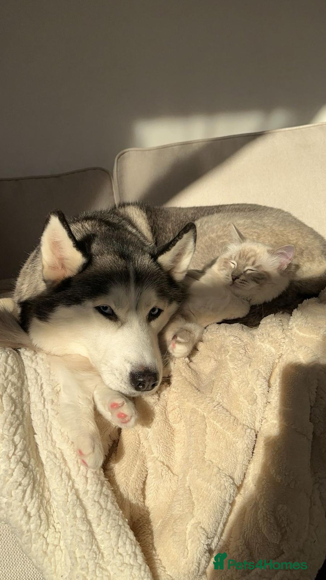 Ragdoll cats for stud: Blue Lynx Ragdoll STUD - Advert 8