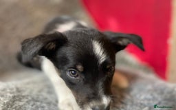 Border Collie dogs for sale: Border collies  - Image 12