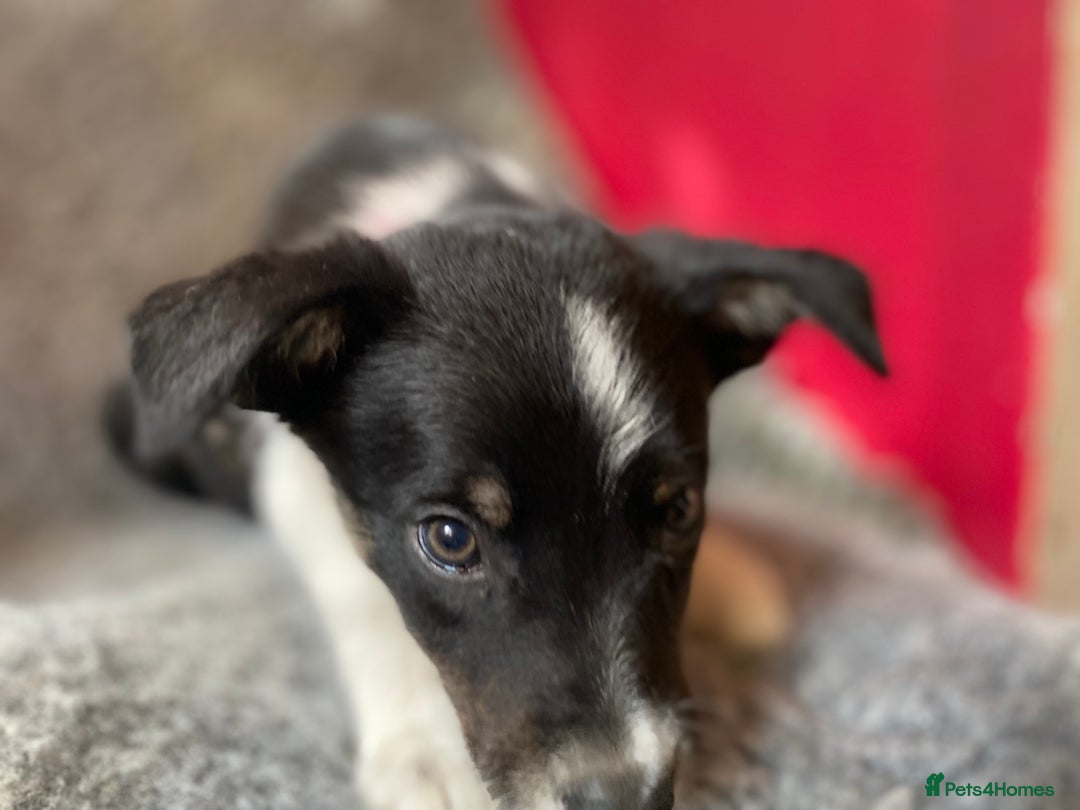 Border Collie dogs for sale: Border collies  - Image 12