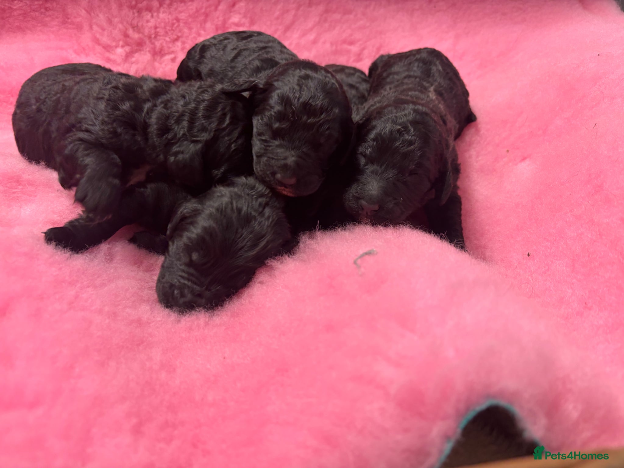 Goldendoodle dogs Beautiful Goldendoodles - Advert 2