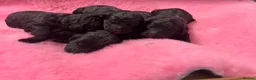 Goldendoodle dogs for sale: Beautiful Goldendoodles - Advert 7