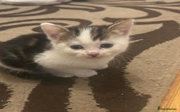 British Longhair cats for sale: North london kittens - Image 3