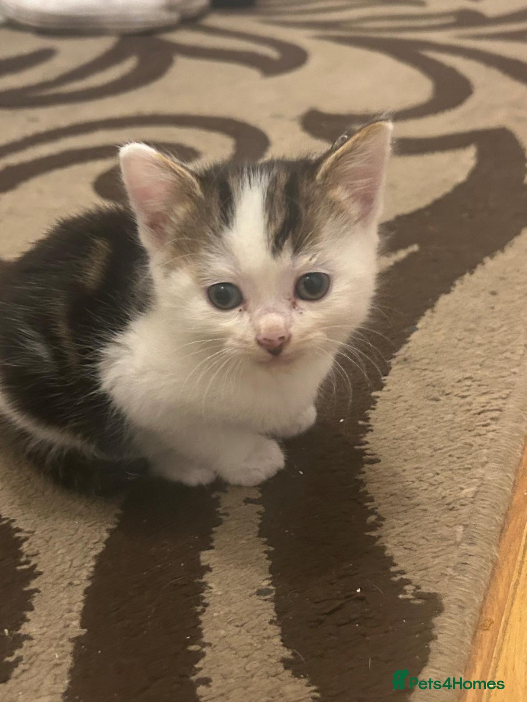British Longhair cats for sale: North london kittens - Image 3