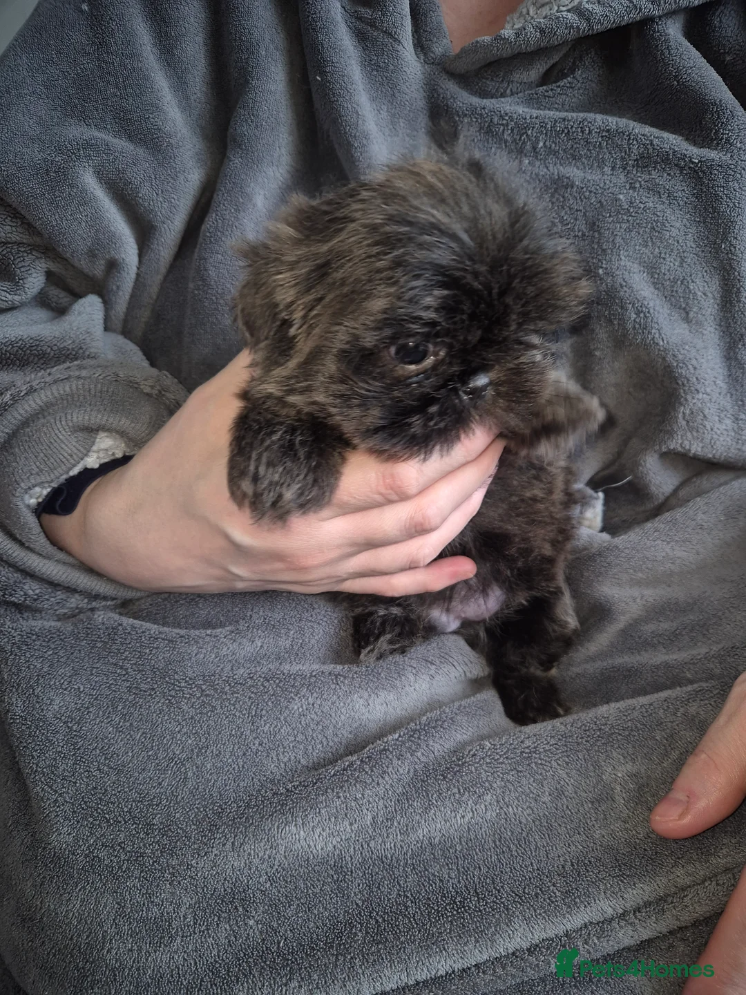 Shih Tzu dogs for sale: KC Reg Full imperial Shih tzu. - Advert 12