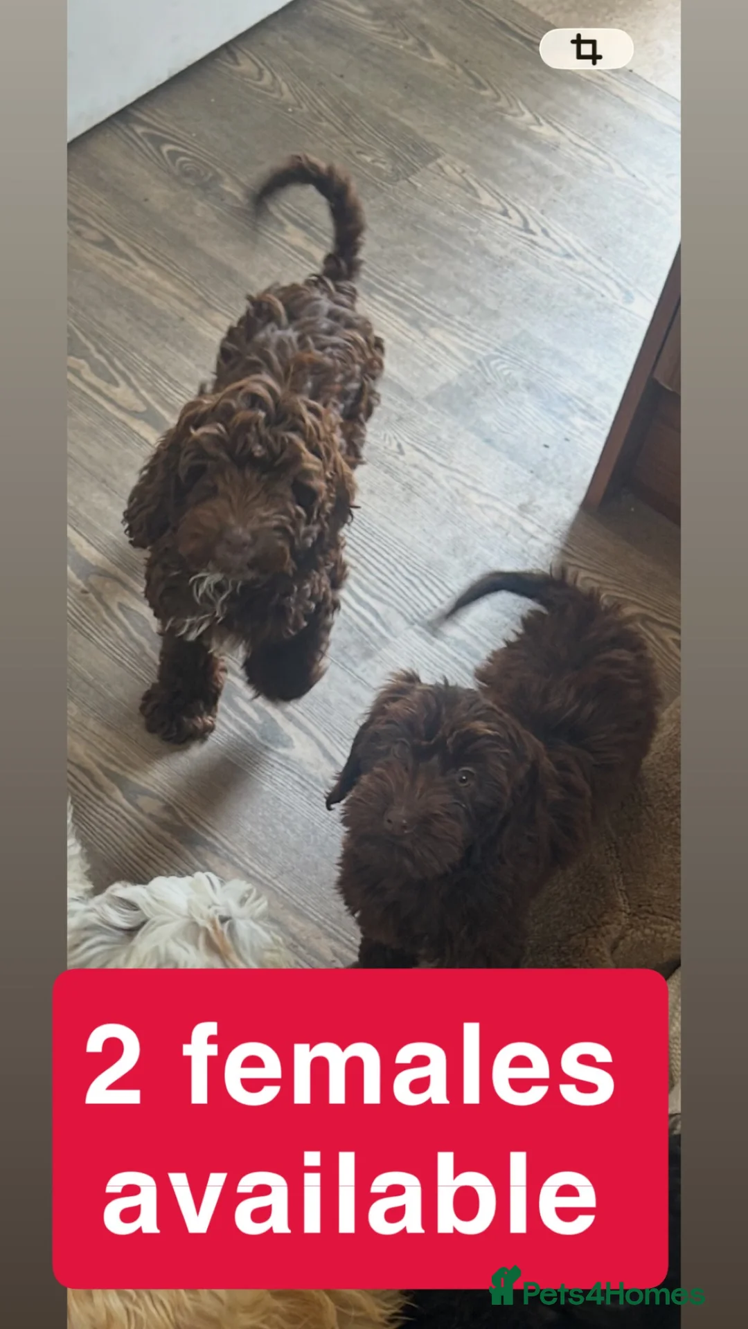 Cockapoo dogs for sale: Reduced ❗️❗️❗️Tiny toy cockapoo - Advert 2