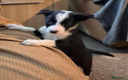 Border Collie dogs for sale: Border collie pups for sale  - Image 23