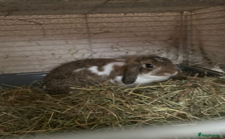 English Lop rabbits - Advert 1