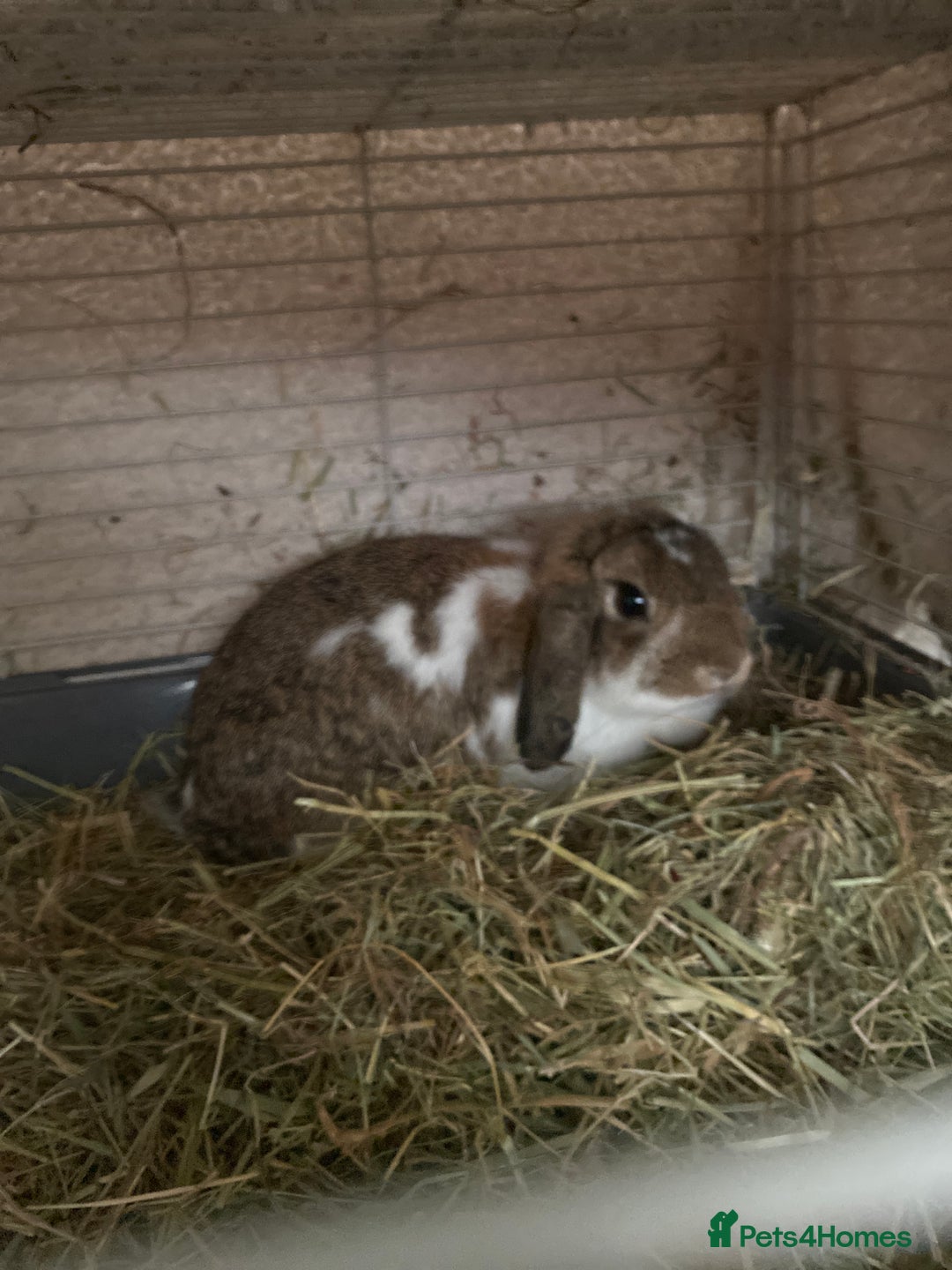 English Lop rabbits for sale: 2 rabbits for sale  - Image 1