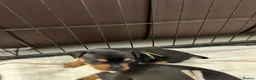 Miniature Pinscher dogs for sale: 4 Black and Tan miniature pinscher  - Advert 4