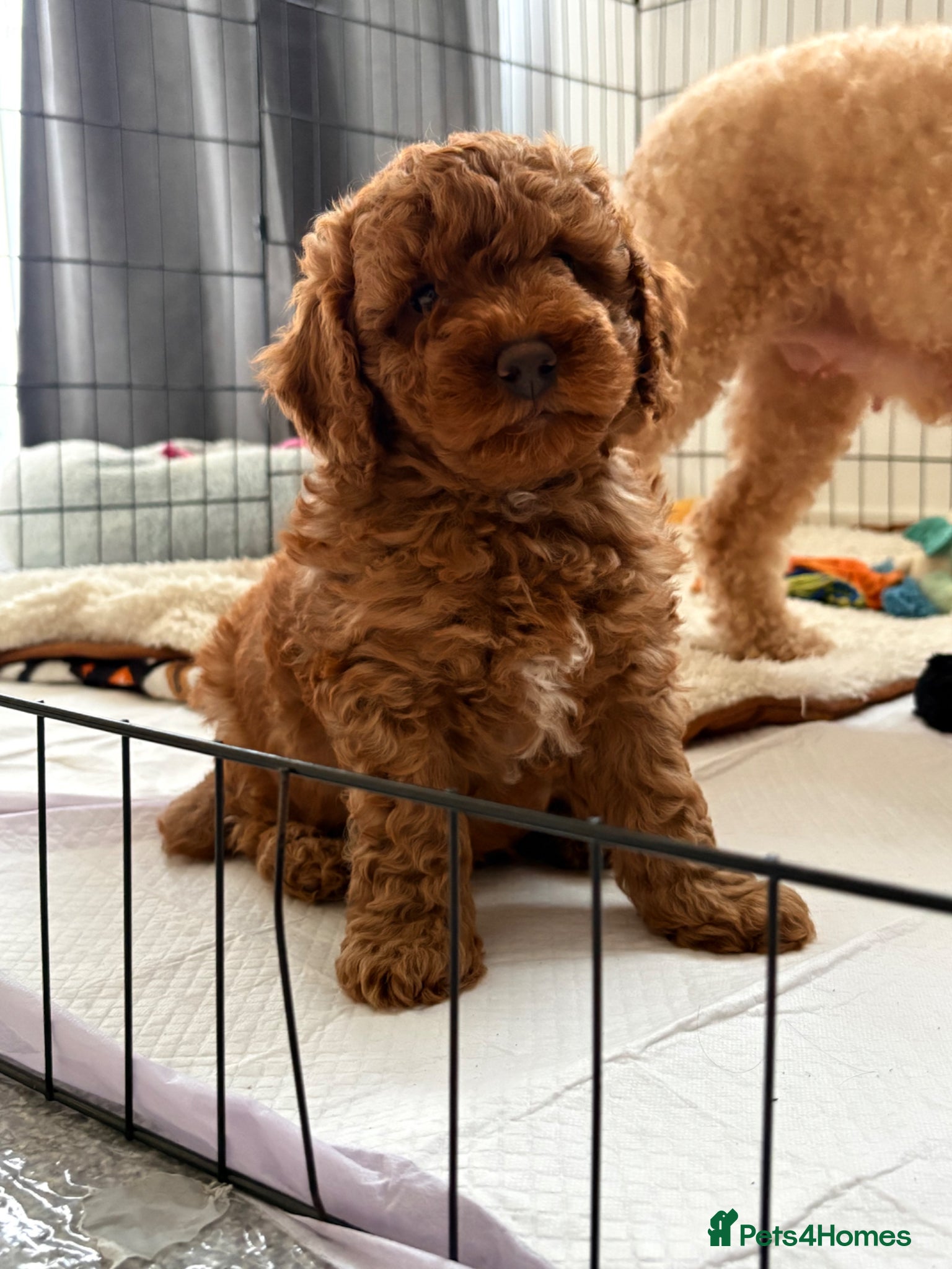 Mixed Breed dogs Two Adorable Toy/Miniature Poodle boys left  - Advert 2