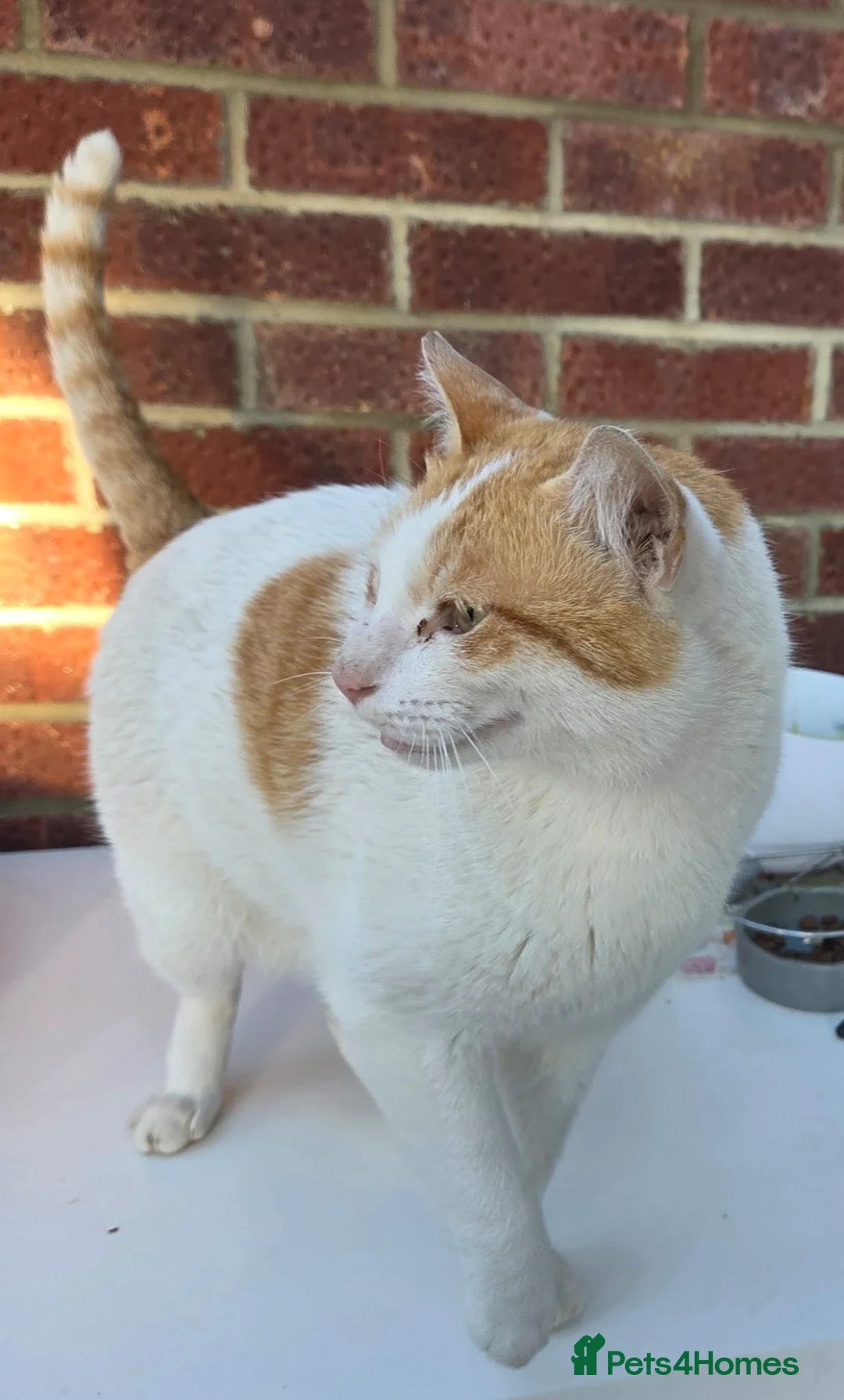 Mixed Breed cats for adoption: Friendly Rescue boy Henry in Bedford - Advert 2