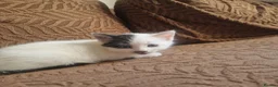 Mixed Breed cats for sale: Beautiful kittens READY TODAY  - Advert 5