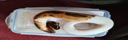 Python Snake reptiles for sale: Cb royal pythons  - Advert 18