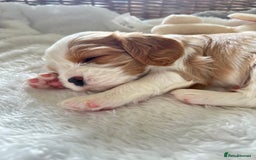 Cavalier King Charles Spaniel dogs for sale: Cavalier King Charles puppies  - Image 2