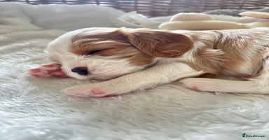 Cavalier King Charles Spaniel dogs - Advert 2