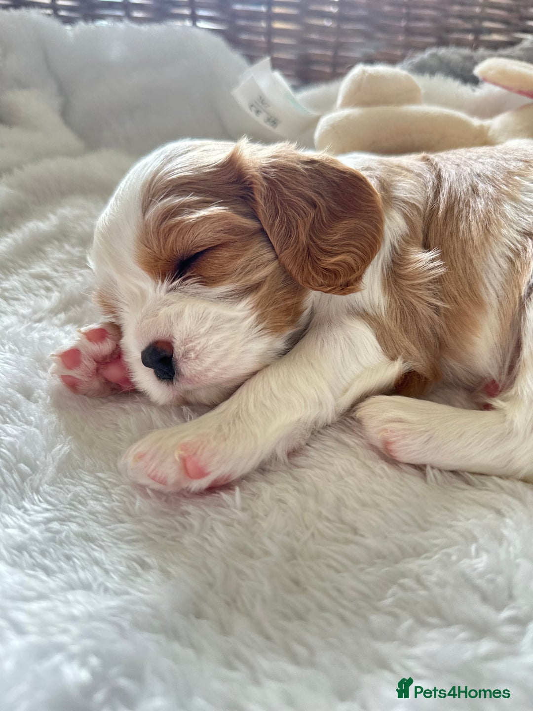 Cavalier King Charles Spaniel dogs for sale: Cavalier King Charles puppies  - Image 2