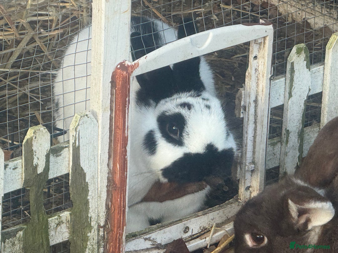 Mixed Breed rabbits for sale: Meet Mouse and Henri  - Advert 4