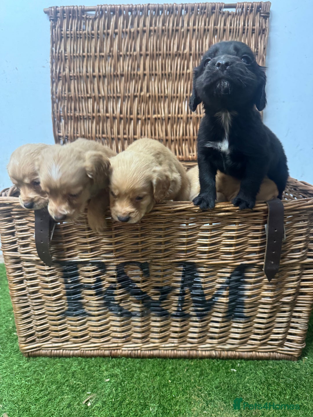 Cocker Spaniel dogs for sale: Fully DNA health tested cocker spaniel puppies - Advert 4