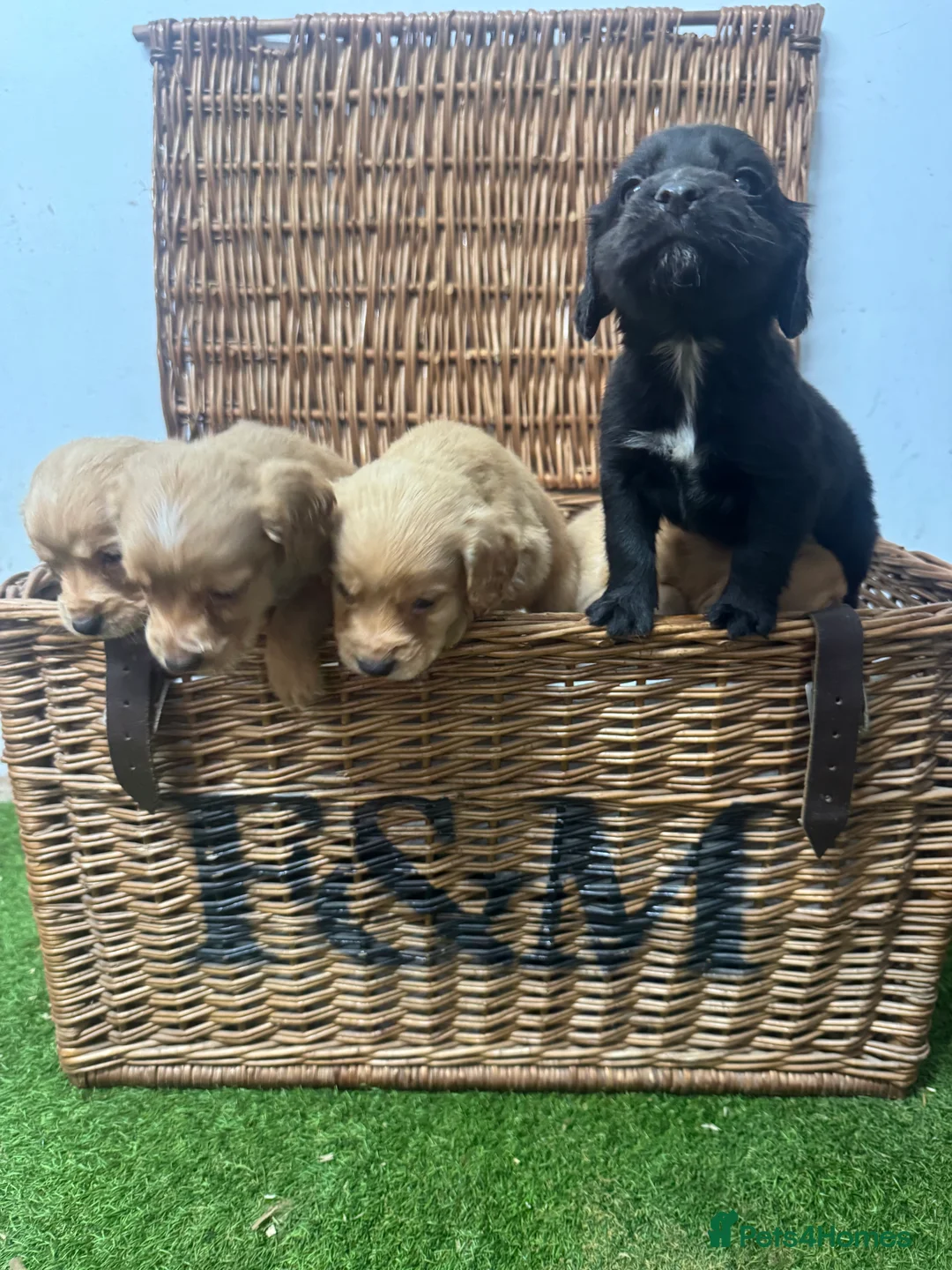 Cocker Spaniel dogs for sale: Fully DNA health tested cocker spaniel puppies - Advert 4