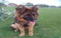 German Shepherd dogs for sale: Beautiful German Shepard bitch  - Image 3