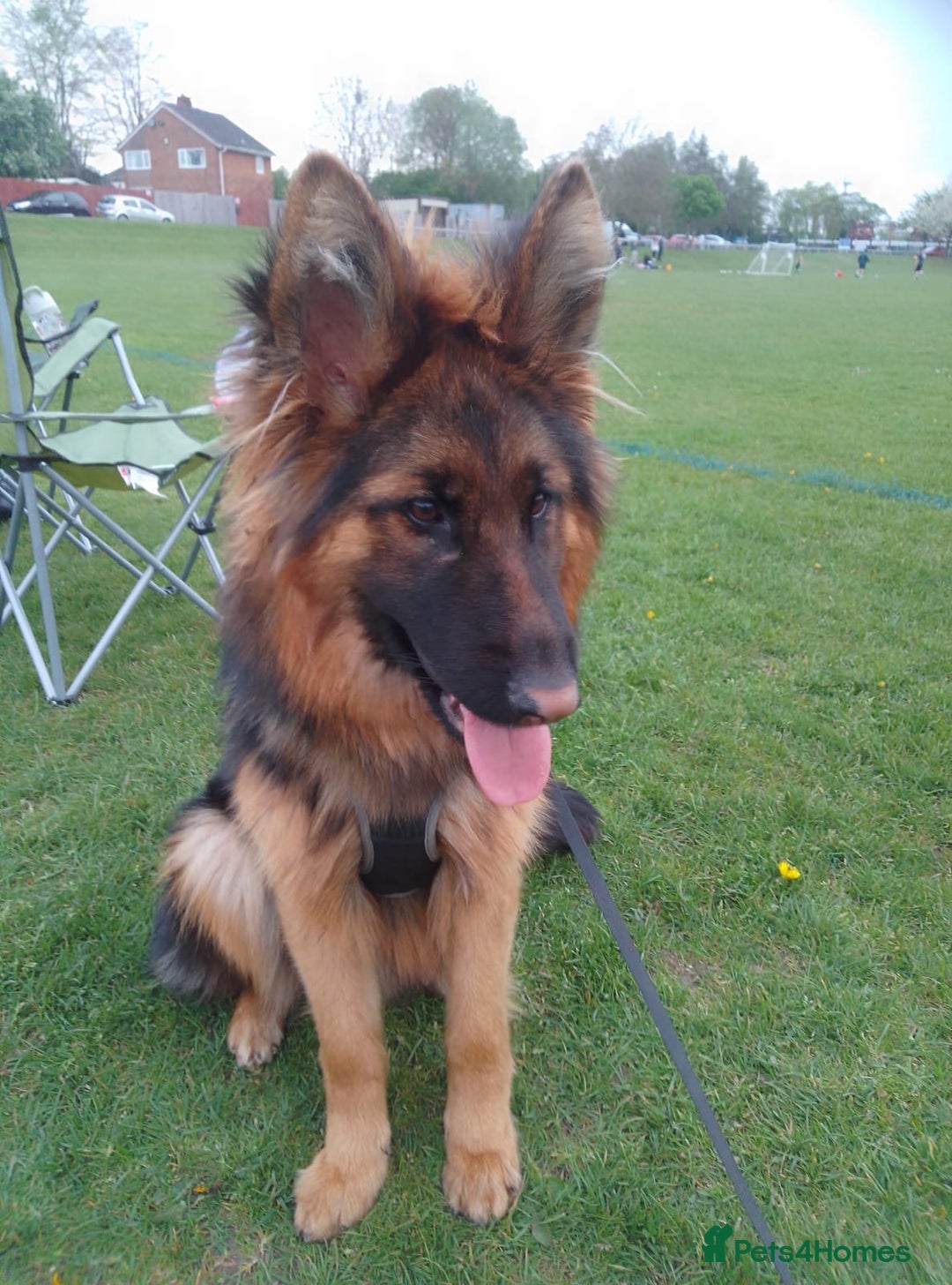 German Shepherd dogs for sale: Beautiful German Shepard bitch  - Image 3