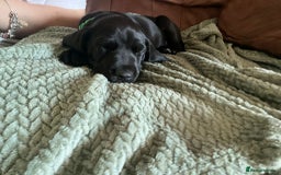 Mixed Breed dogs for sale: Teddy  - Image 4