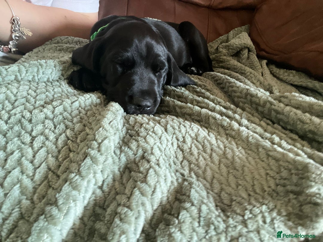 Mixed Breed dogs for sale: Teddy  - Image 4