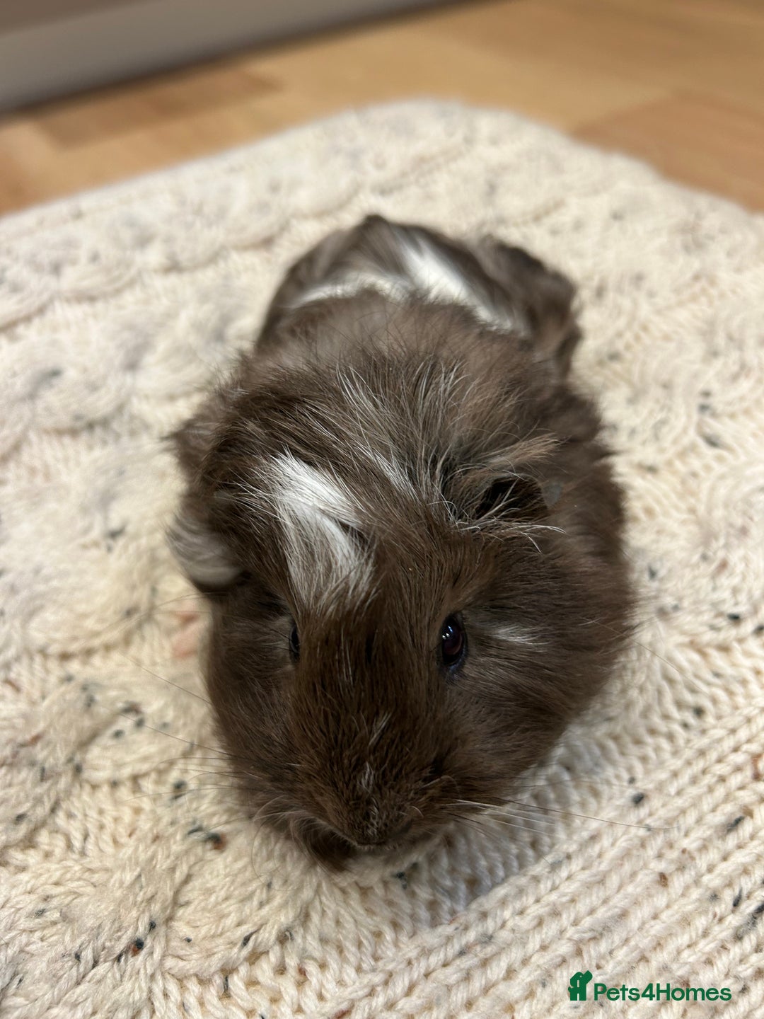 Guinea Pig rodents for sale: Guinea pigs 🐹🐹🐹 near Totnes, Devon - Advert 5