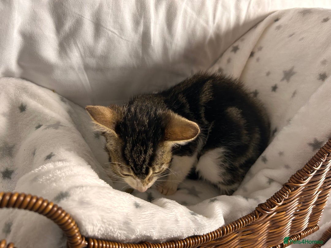 Bengal cats for sale: Bengal kittens ready now - Image 16