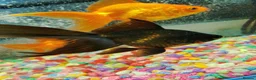 Goldfish fish for sale: Goldfish , Veiltail , Fancy, Telescope black in Glasgow - Advert 38