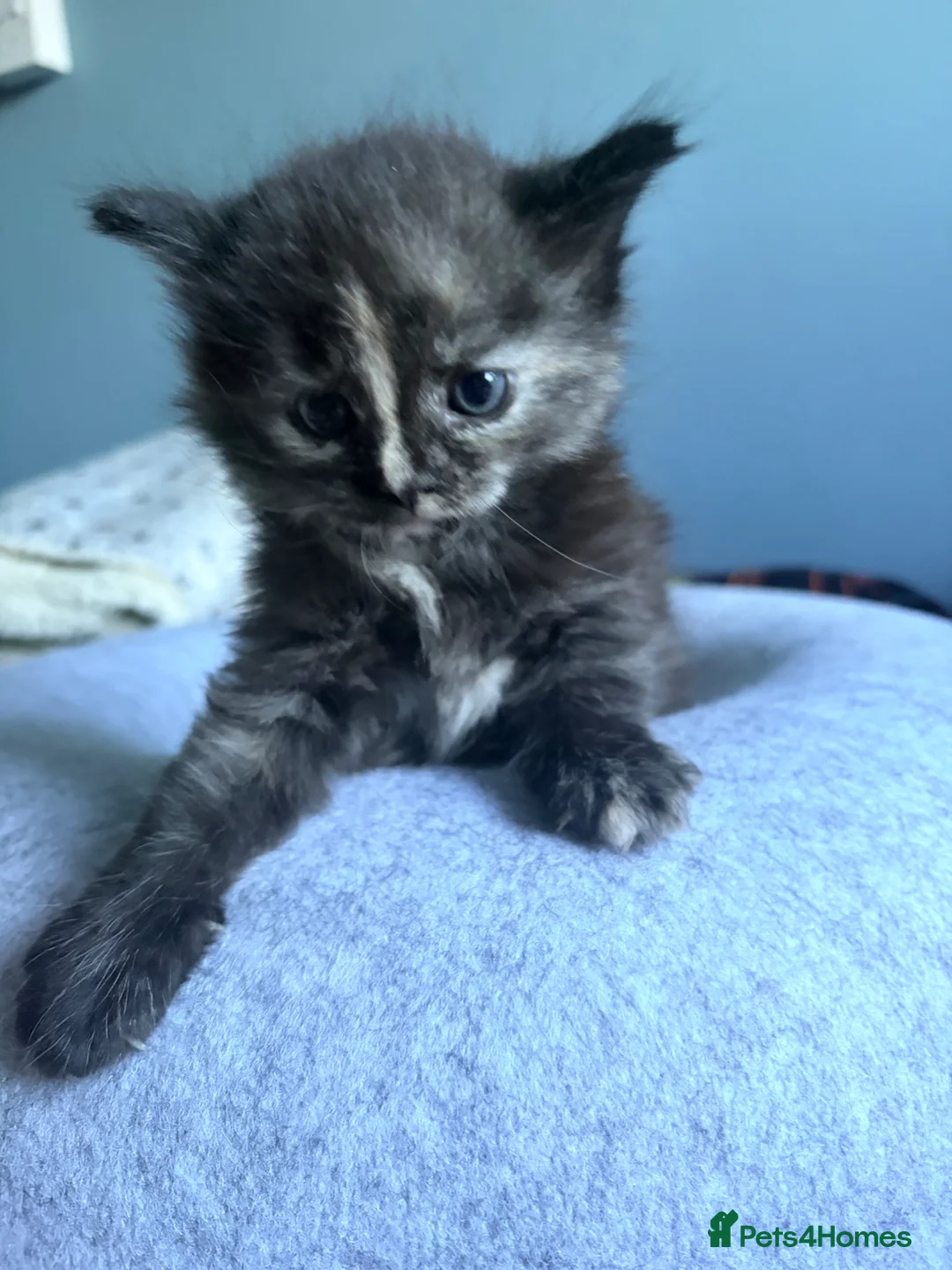 Mixed Breed cats for sale: Kittens Ready for New Homes 🐾 - Advert 8